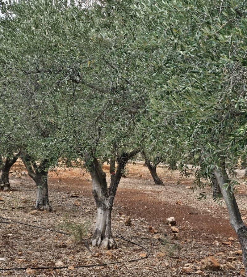 30 שנה של מסורת: פסטיבל ימי ענף הזית